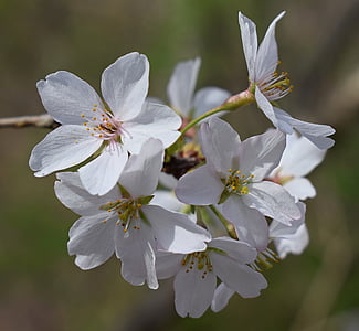 kirsikankukka klusterin, Wild cherry, kirsikka, puu, Blossom, kukka, Bloom