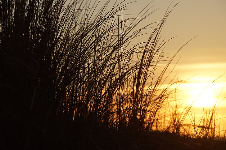 puesta de sol, Playa, Texel, silueta, naturaleza, Escena rural, tranquila escena