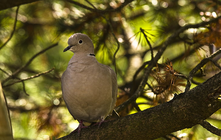 dove, collared, bird, city pigeons, garden, nature, animal