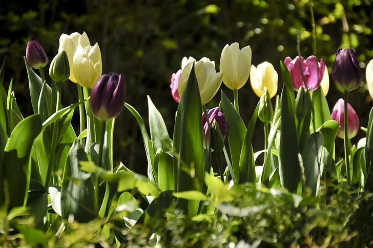 Tulipaner, farverige, forår, Tulip, natur, Springtime, blomst