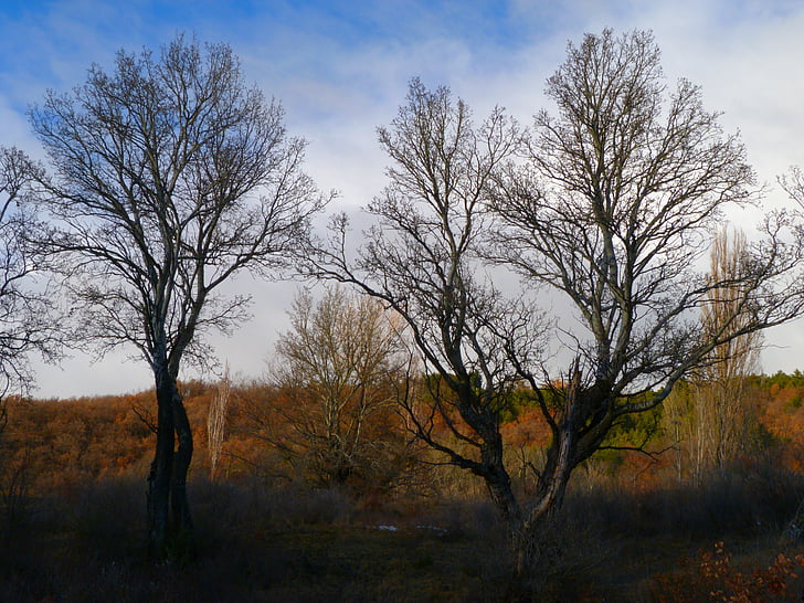 arbres, paysage, nature, hiver, brume, contraste