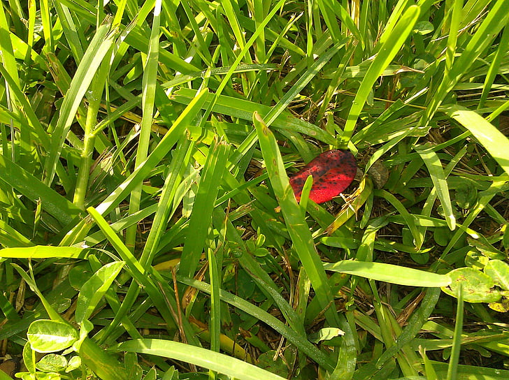 grama, folha vermelha, caído, folha, natural, luz do sol, campo