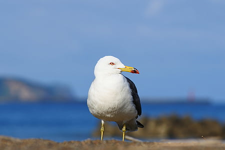 animale, mare, plajă, păsări marine, sea gull, Pescăruşul, animale sălbatice