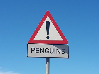 pingviner, Sydafrika, Beach, fugl, dyr, Cape point, Afrika