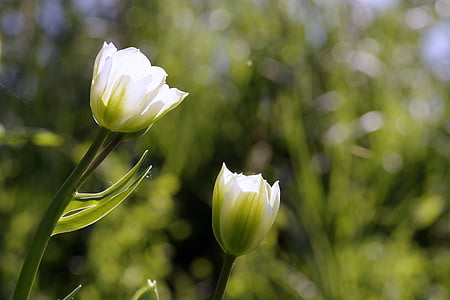 kwiaty, tulipany, zielony, postrzępione, ogród, Park, trawa