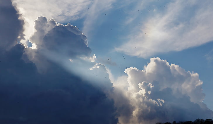 birds, flying, white, clouds, sky, sun rays, blue