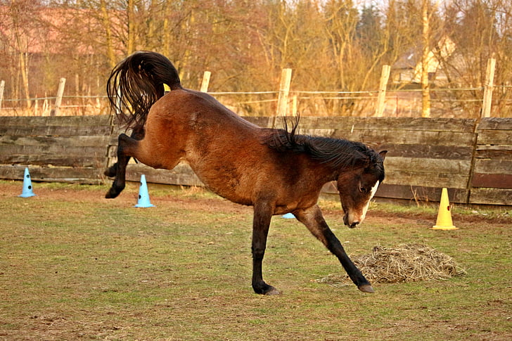 hest, Buck hoppe, Thoroughbred arabiske, brun skimmel, højt humør, Føl
