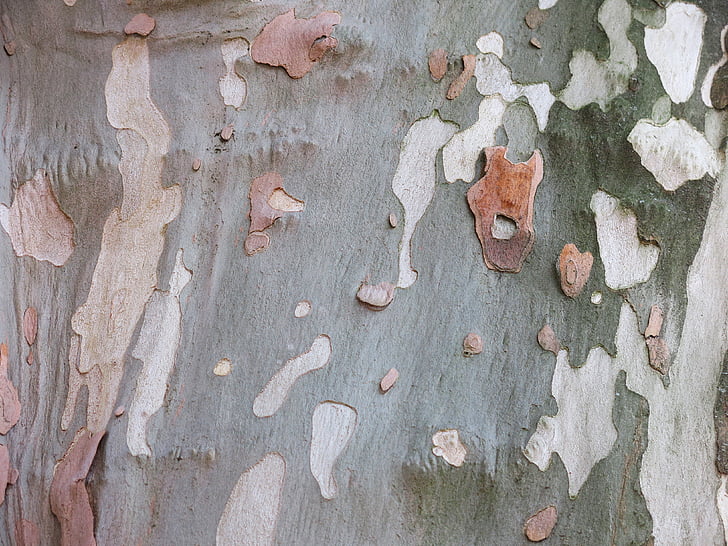 plane, bark, camouflage pattern, pattern, log, tree, texture