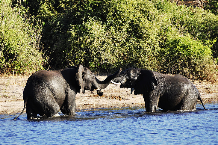 éléphant, éléphant d’eau, lutte contre le, rivaux, rivière, eau, Chobe