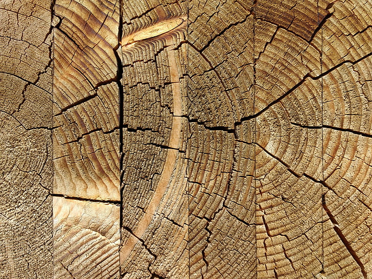 lesa, lepljeni, preperele, skočil, razpoke, stari, letno obroči