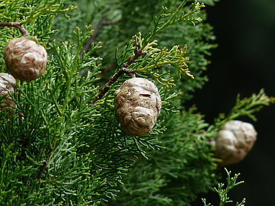 Cypress, Cypress kerucut, Cupressus, Cypress kaca, Cupressaceae, Mediterania cypress, Cupressus sempervirens