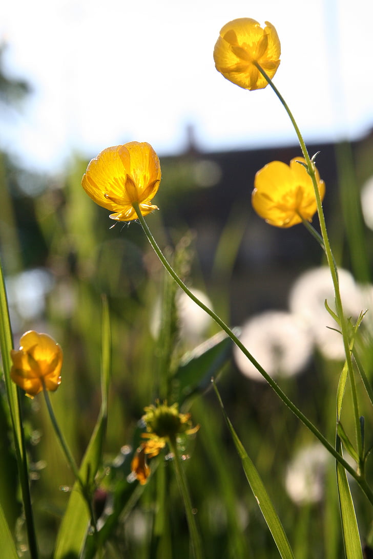 Buttercup, Dandelion, kuning, kelopak bunga, bunga kuning, kembali cahaya, Blossom