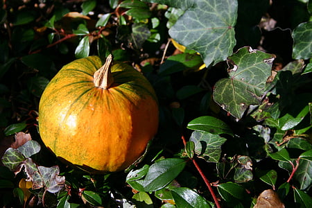 Kuerbis, Herbst, Blätter, Orange, Kürbis, Dekoration, Deko