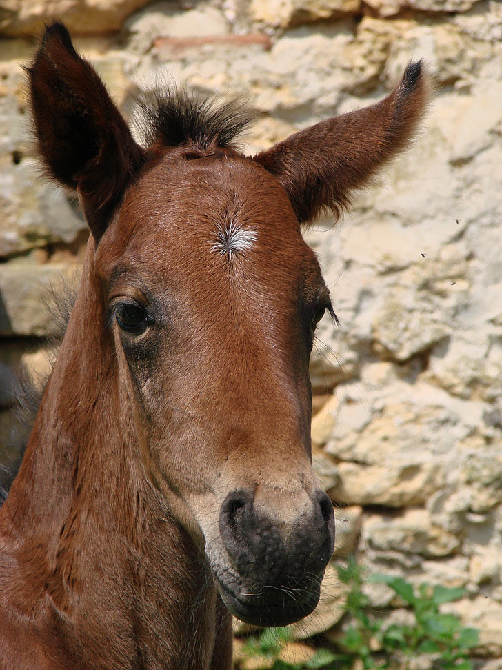 foal, filly, horse, portrait, bai, french saddle, sport