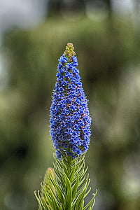 Hyacint, bloem, natuur, Tuin, lente, paars, Blauwe bloem