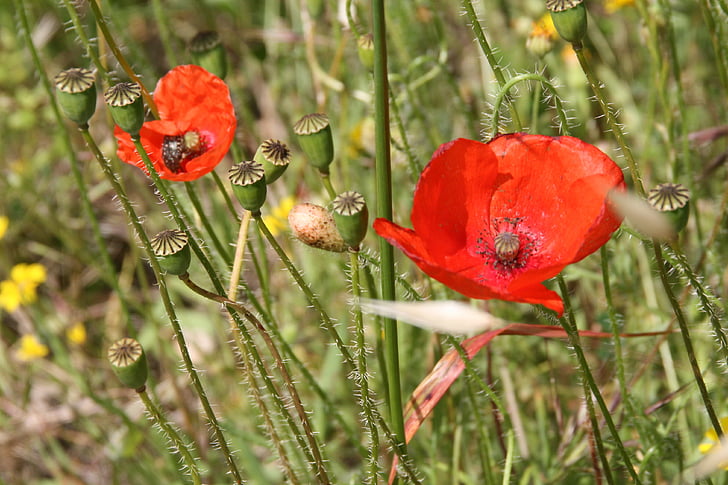 poppy, rural, nature, red, plant, flower