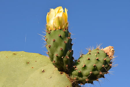 prickly pear, cactus, cactus greenhouse, prickly, cactaceae, mediterranean, spur