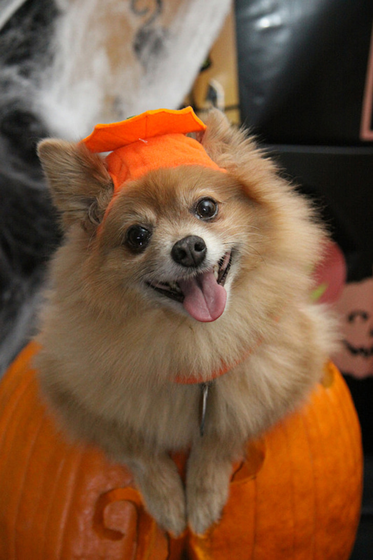 dog, halloween, costume, holiday, fun, pumpkin, trick