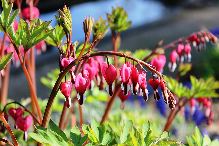 traenendes, hjerte, anlegget, dekorativ anlegget, blomst, blomst, rosa