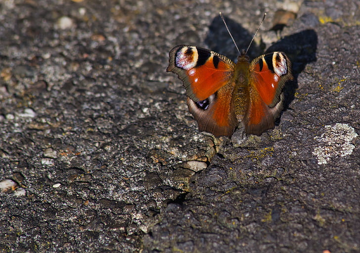 Peacock bướm, bướm, đóng, côn trùng