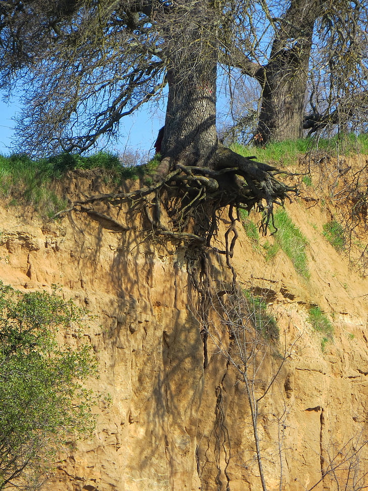 arbre, racines, érosion, falaise, Bluff, exposition