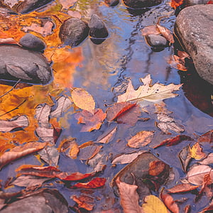 Leaf, telo, vody, v blízkosti zariadenia:, kameň, mokré, skaly