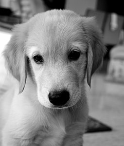 dog, puppy, golden retriever, adorable, purebred, domestic, doggy