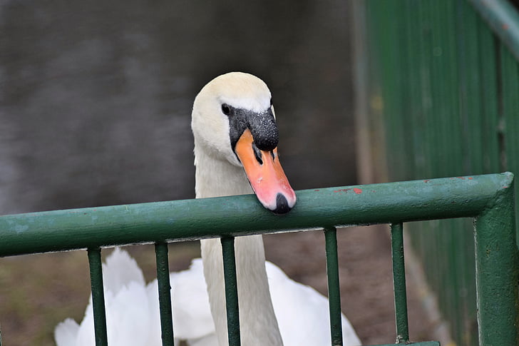 pond, swan, white swan, one animal, animal themes, bird, railing