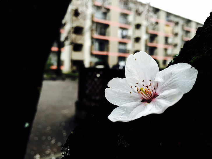 fiore di ciliegio, bianco, primavera