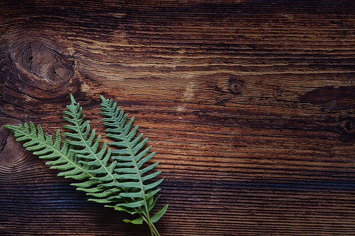 fern, small fern, green, plant, wood, brown, close
