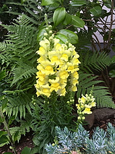 цветок, loewenmaeulchen, желтый, Сад, Блоссом, Блум, Природа