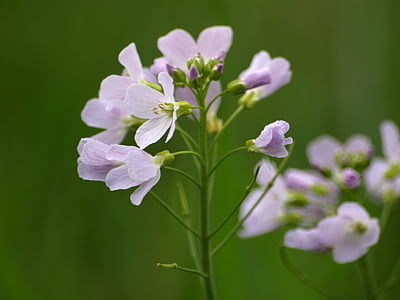 heath orchid, light purple, blossom, bloom, nature, wild flowers, flower
