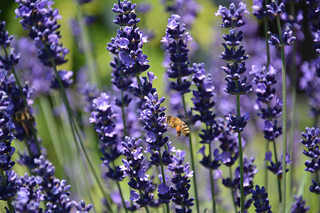 Lavender, lebah, gergaji, musim panas, bunga, herbal, ungu