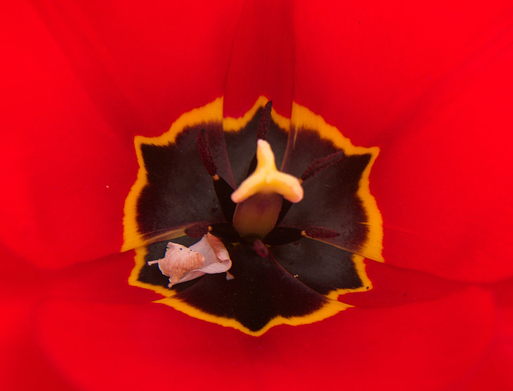 natuur, tulpenbluete, rood