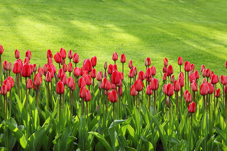 tulipanes, floración, flor, colorido, flores, jardín, Fondo
