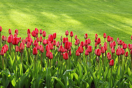 tulips, bloom, blossom, colorful, flowers, garden, background