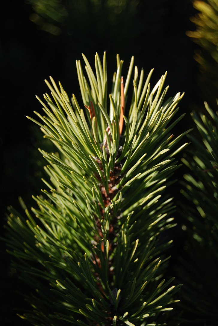naalden, conifer, Pine