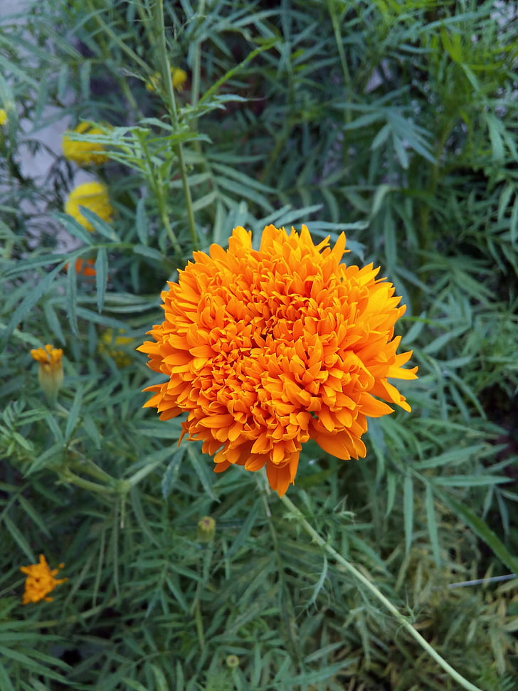 kuning, Marigold, bunga, mekar, Taman, Blossom, Orange