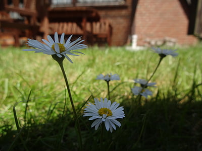 bloem, Daisy, wit, plant, natuur, sluiten, weide