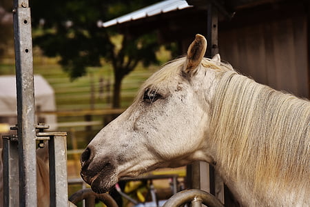 άλογο, μούχλα, Reiterhof, ζώο, άσπρο άλογο, φύση, στάβλος