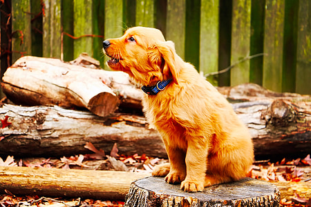 dog, canine, howl, bark, stump, wood, logs