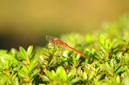 Dragonfly, Rode waterjuffer, zomer, berg, herfst