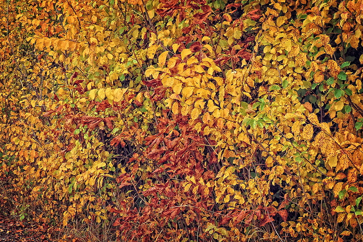 秋, カラフルな葉, 秋の色, 葉, 秋の紅葉, 出てくる
