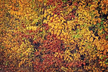 autunno, foglie colorate, colore di caduta, foglie, fogliame di caduta, emergono