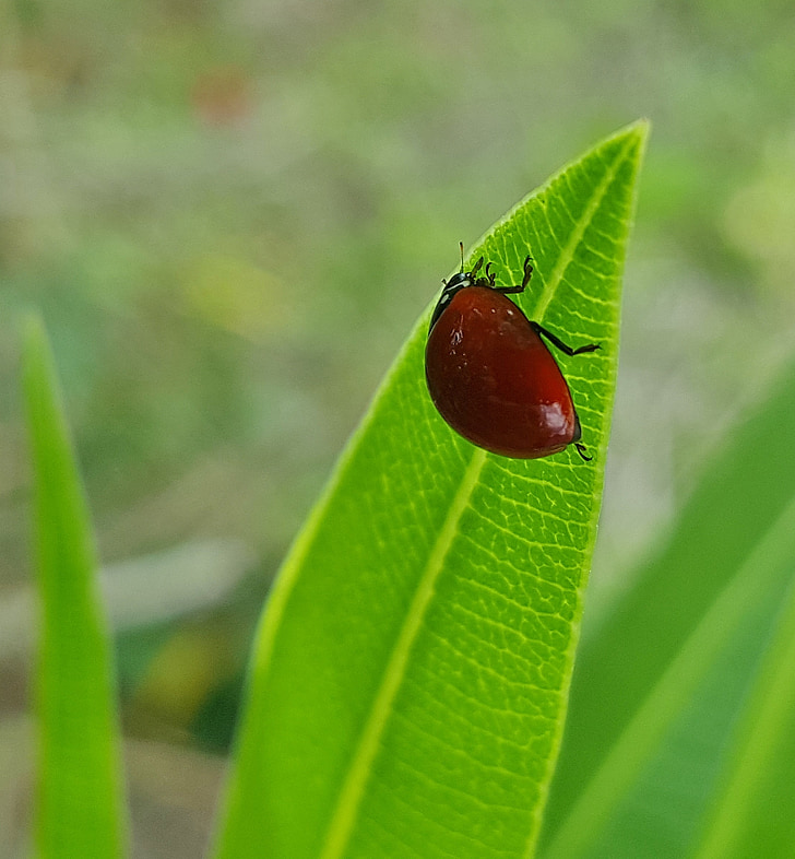 leštěný lady beetle, Lady beetle, Beruška, Chyba, brouk, hmyz, létající hmyz