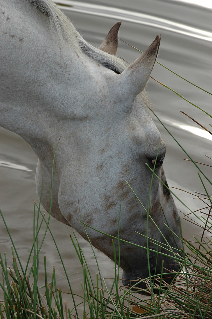 horse, nature, white horse, animal, lake, head, equine