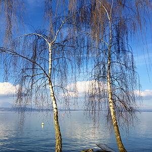 pemandangan, Birch, Februari, langit, Danau, mirroring, Danau constance
