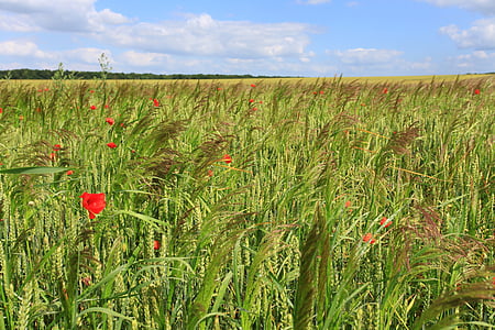 gandum, bidang, Poppy, ladang jagung, alam, bidang, pertanian
