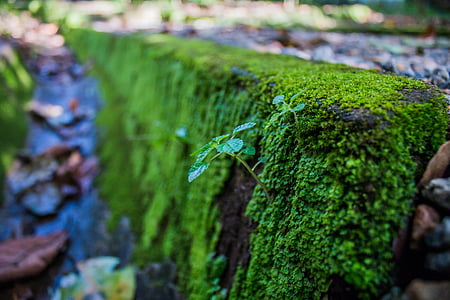 Moss, askel, kivi, vihreä, Luonto, vanha, matkustaa
