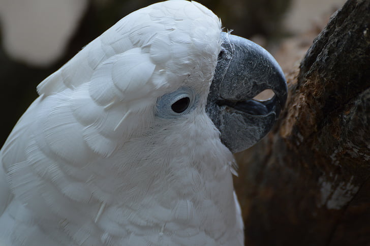 papoušek kakadu, pták, kromsnavel